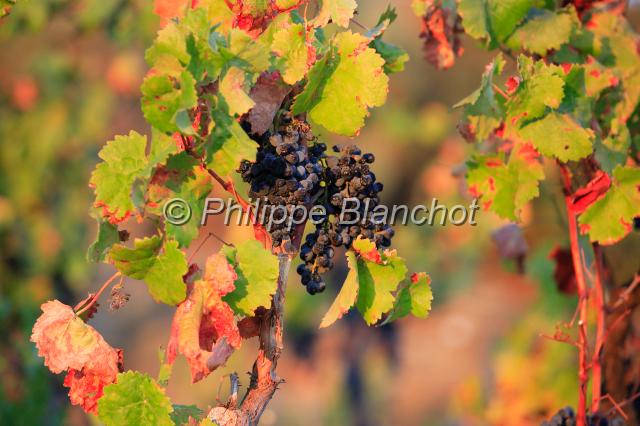portugal douro 02.JPG - Raisin, vigneVallée du Douro, Portugal